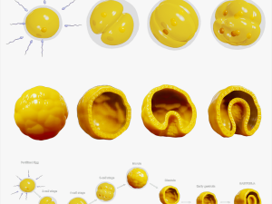 Human Embryonic Development 3D 모델