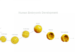 Human Embryonic Development 3D Model