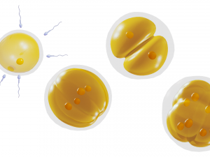 Human Embryonic Development 3D Model