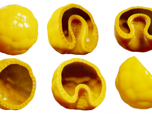 Human Embryonic Development 3D Model