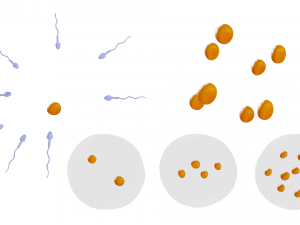 Human Embryonic Development 3D Model