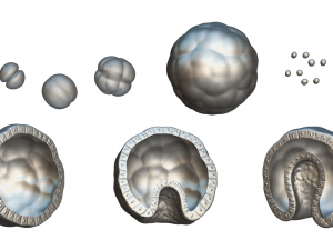Human Embryonic Development 3D Model