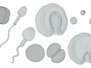 Human Embryonic Development 3D Model