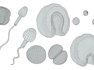 Human Embryonic Development 3D Model