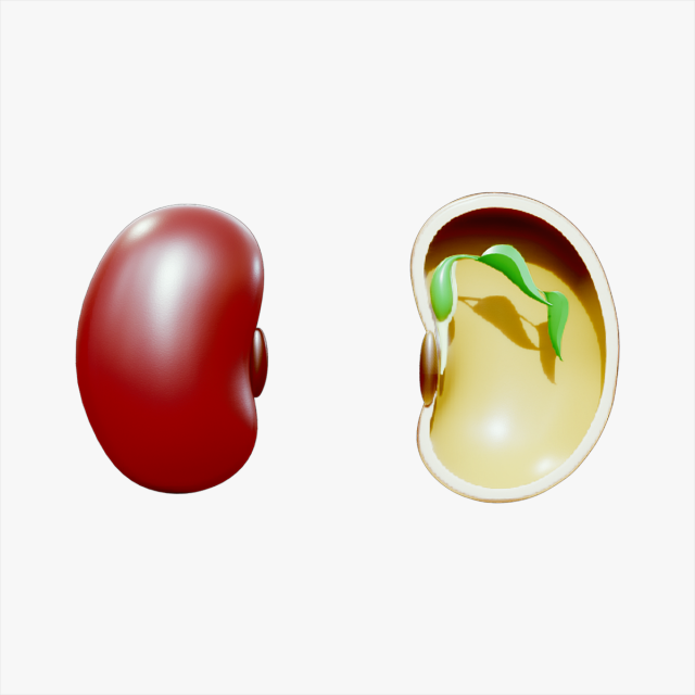 Anatomy of A Bean Seed 3D Model .c4d .max .obj .3ds .fbx .stl .blend 