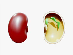 Анатомія насіння квасолі 3D Модель