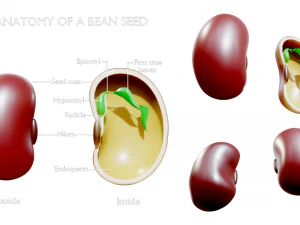 Anatomie d'une graine de haricot Modèle 3D