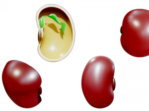 Anatomie d'une graine de haricot Modèle 3D