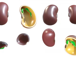 Anatomie d'une graine de haricot Modèle 3D