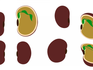 Anatomy of A Bean Seed 3D Model