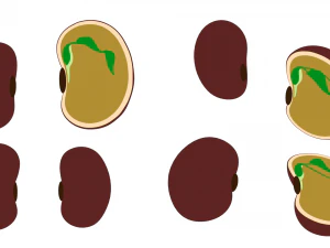 Anatomie d'une graine de haricot Modèle 3D