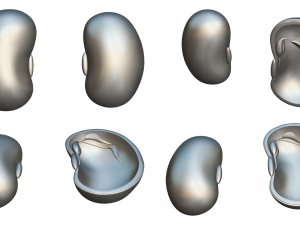 Anatomy of A Bean Seed 3D Model