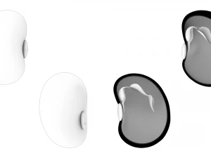 Anatomie d'une graine de haricot Modèle 3D