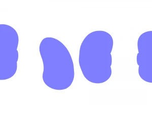 Anatomie d'une graine de haricot Modèle 3D