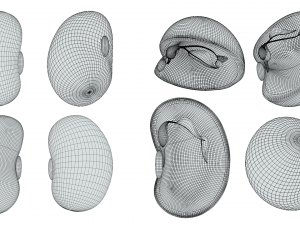 Anatomy of A Bean Seed 3D Model