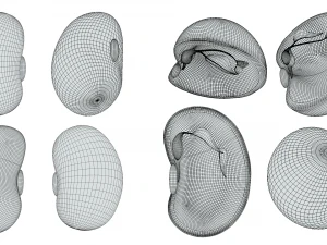 Anatomie d'une graine de haricot Modèle 3D