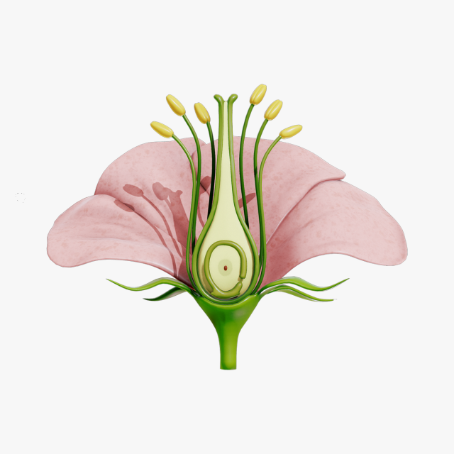 Anatomy of A Flower 3D 모델 .c4d .max .obj .3ds .fbx .stl .blend 