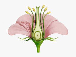 Anatomy of A Flower 3D 모델