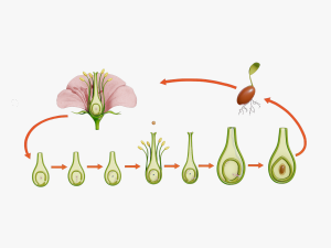 Parts of A Flower - Ovary Stages 3D 모델