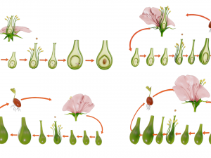 Parts of A Flower - Ovary Stages 3D Model