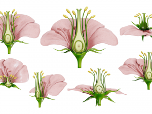 Parts of A Flower - Ovary Stages 3D Model