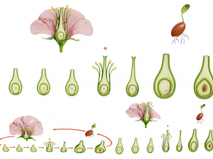 Parts of A Flower - Ovary Stages 3D Model