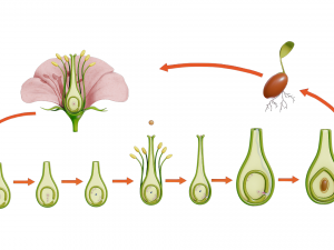 Parts of A Flower - Ovary Stages 3D Model