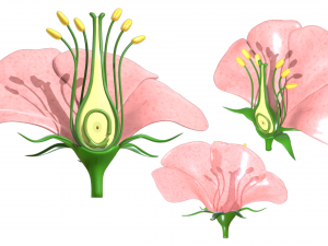 Parts of A Flower - Ovary Stages 3D Model