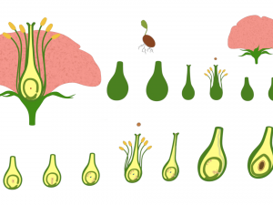 Parts of A Flower - Ovary Stages 3D Model