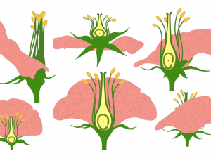 Parts of A Flower - Ovary Stages 3D Model