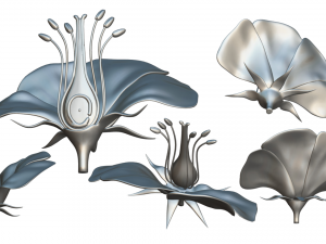 Parts of A Flower - Ovary Stages 3D Model