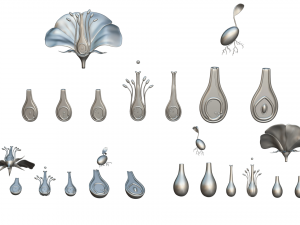 Parts of A Flower - Ovary Stages 3D Model