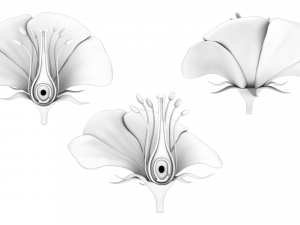 Parts of A Flower - Ovary Stages 3D Model