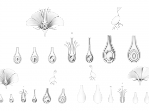 Parts of A Flower - Ovary Stages 3D Model
