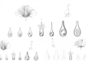 Parts of A Flower - Ovary Stages 3D Model