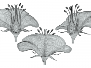 Parts of A Flower - Ovary Stages 3D Model