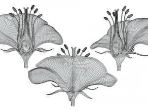 Parts of A Flower - Ovary Stages 3D Model