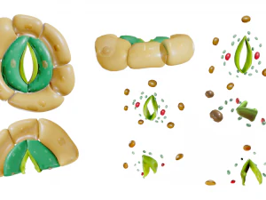 Struttura degli stomi vegetali Modello 3D