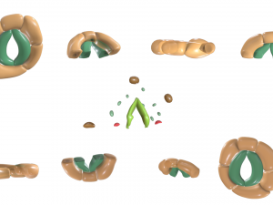 Plant Stomata Structure Modèle 3D