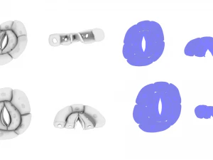 Struttura degli stomi vegetali Modello 3D