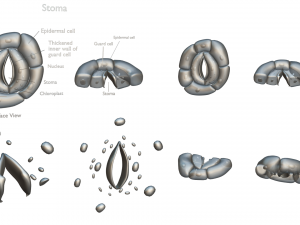 Plant Stomata Structure Modèle 3D