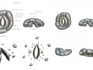 Struttura degli stomi vegetali Modello 3D