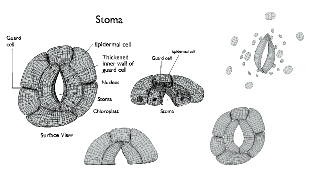 how how to draw stomata easy/draw stomata step by step - YouTube