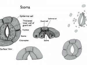 Plant Stomata Structure Modèle 3D