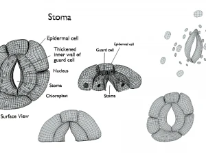 Struttura degli stomi vegetali Modello 3D