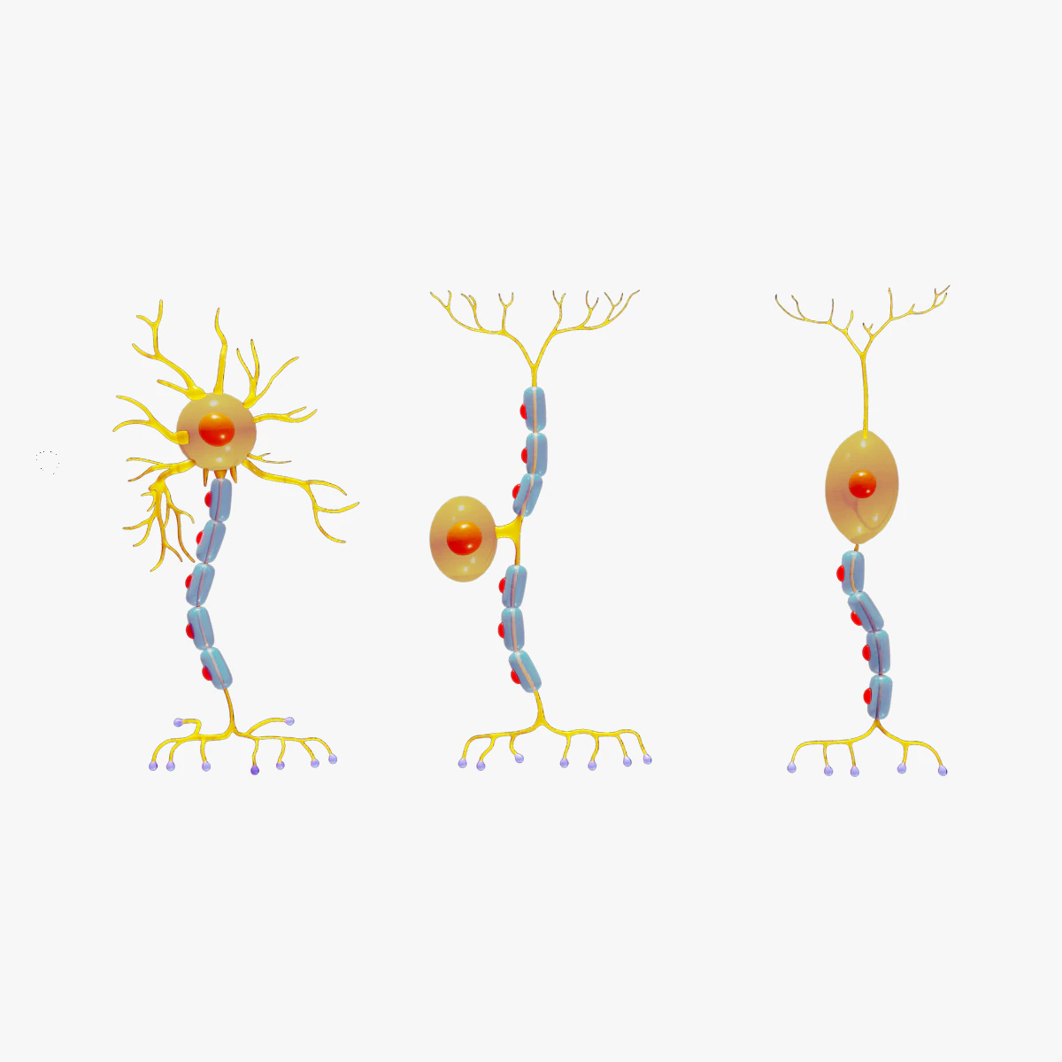 Types of Neurons 3D Model .c4d .max .obj .3ds .fbx .stl .blend 