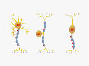Types of Neurons 3D 모델