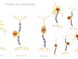 Types of Neurons 3D Model