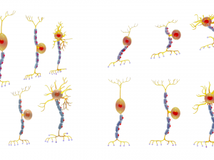 Types of Neurons 3D Model