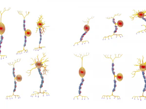 Types of Neurons 3D Model